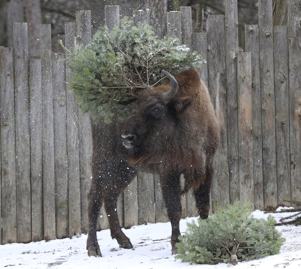 Zvířata v pražské zoo měla z vánočních stromků obrovskou radost.