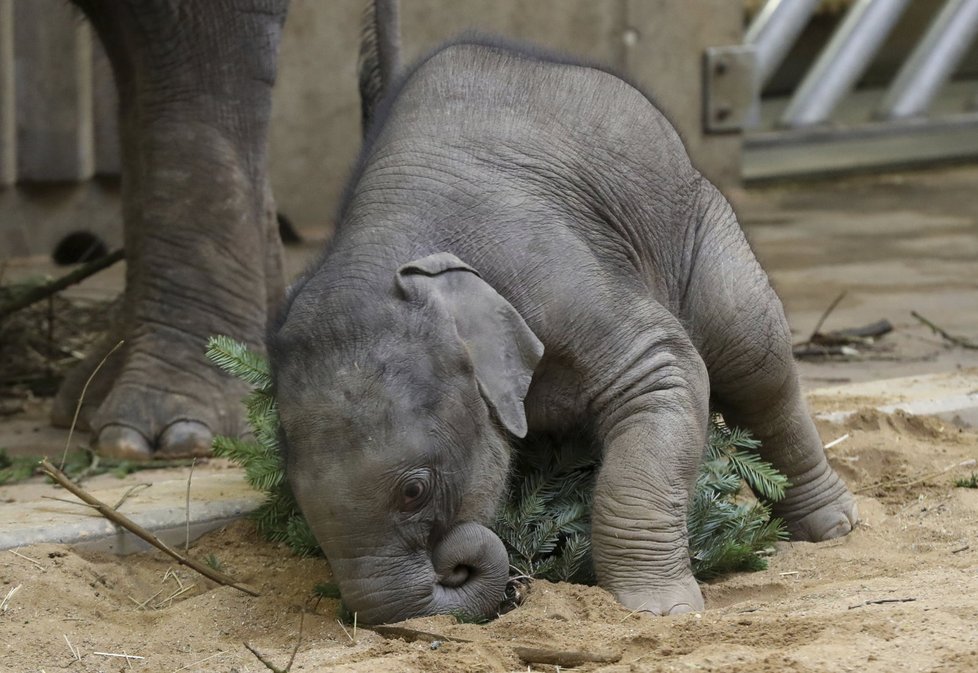 Zvířata v pražské zoo měla z vánočních stromků obrovskou radost.