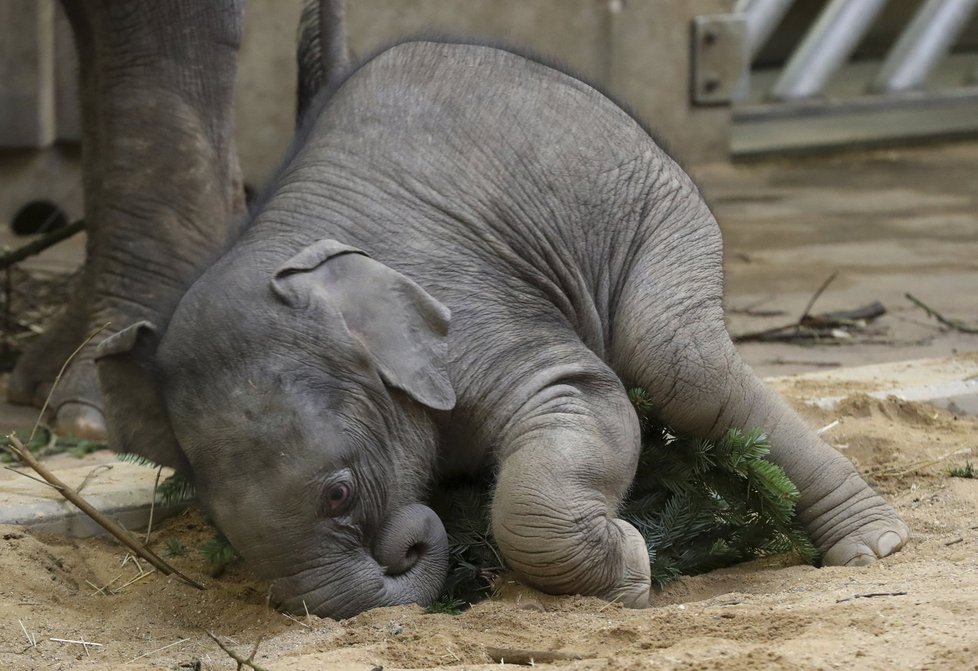 Zvířata v pražské zoo měla z vánočních stromků obrovskou radost.