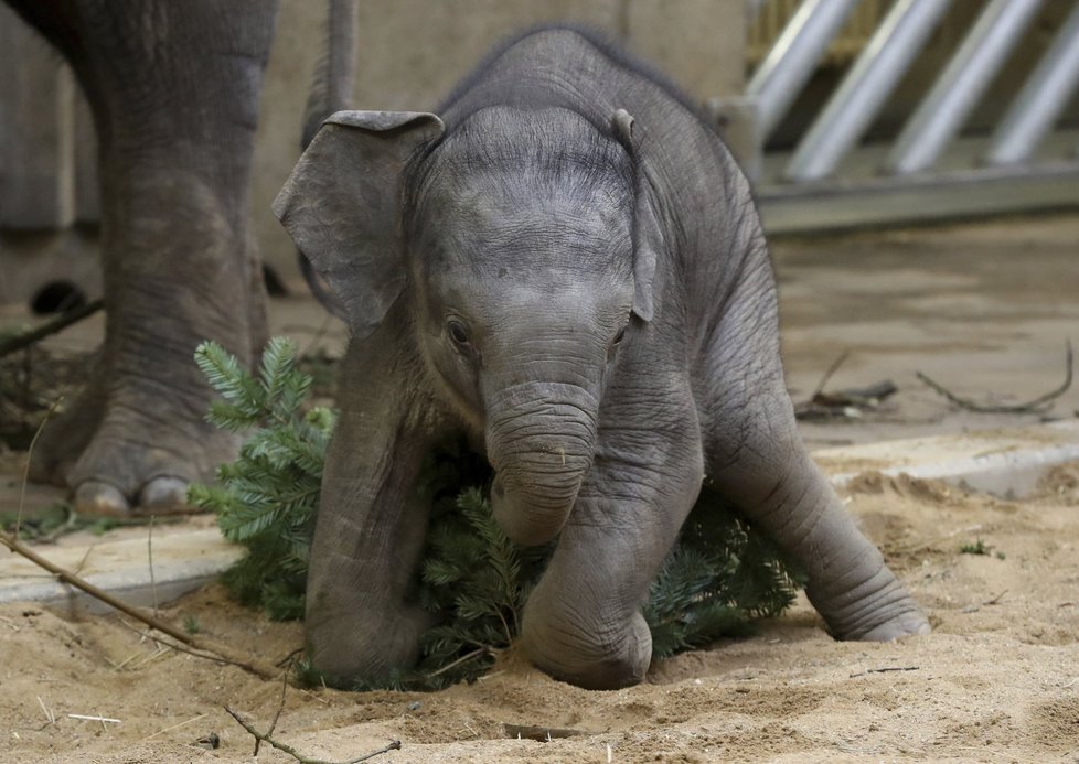 Zvířata v pražské zoo měla z vánočních stromků obrovskou radost.