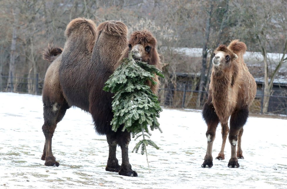 Zvířata v pražské zoo měla z vánočních stromků obrovskou radost.