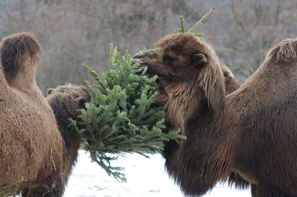 Zvířata v pražské zoo měla z vánočních stromků obrovskou radost.