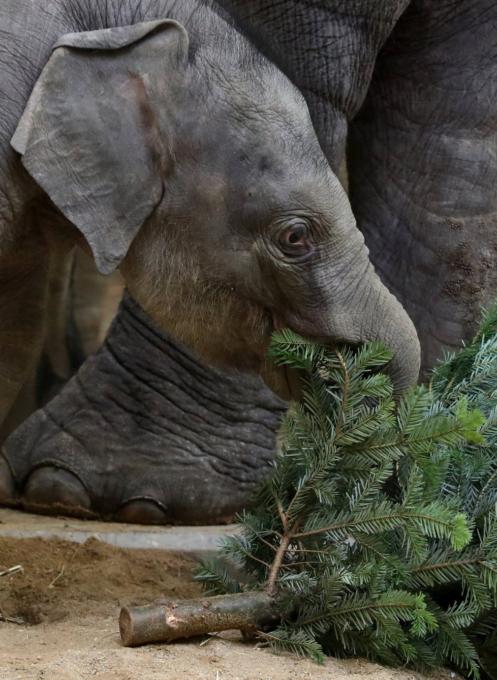 Zvířata v pražské zoo měla z vánočních stromků obrovskou radost.