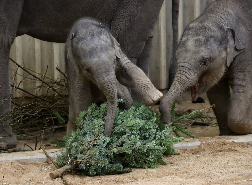 Zvířata v pražské zoo měla z vánočních stromků obrovskou radost.