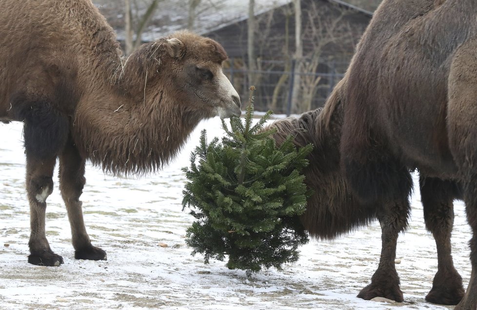Také letos si zvířata v Zoo Praha pochutnají na vánočních stromcích.