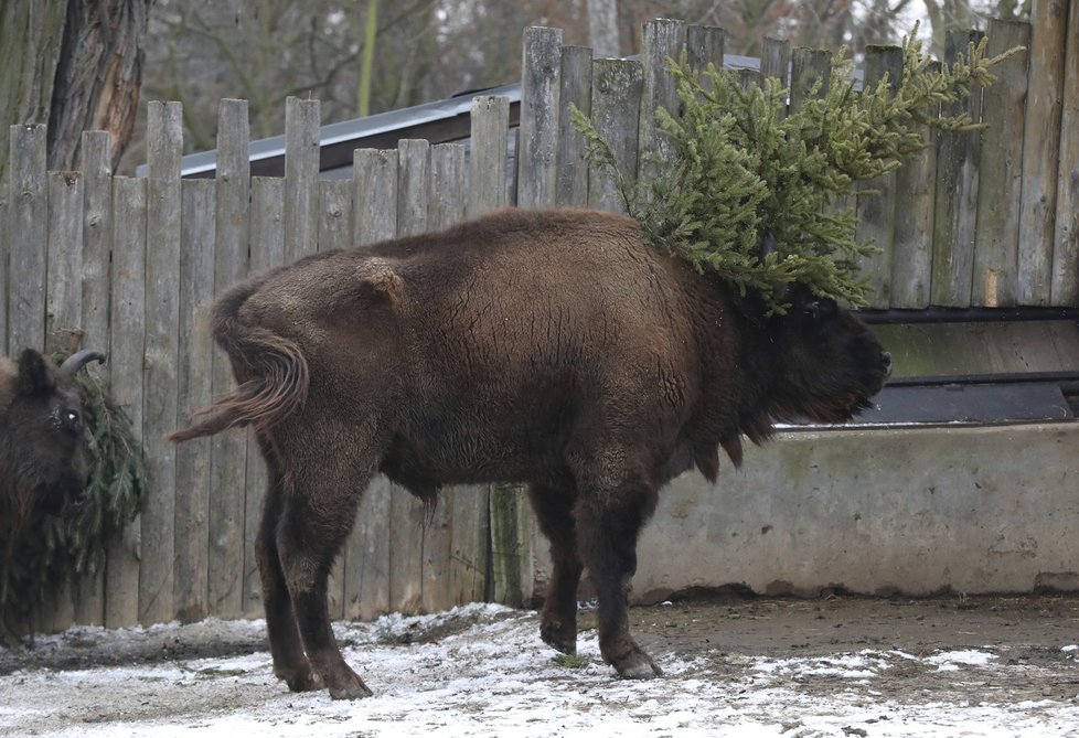 Zvířata v pražské zoo měla z vánočních stromků obrovskou radost.