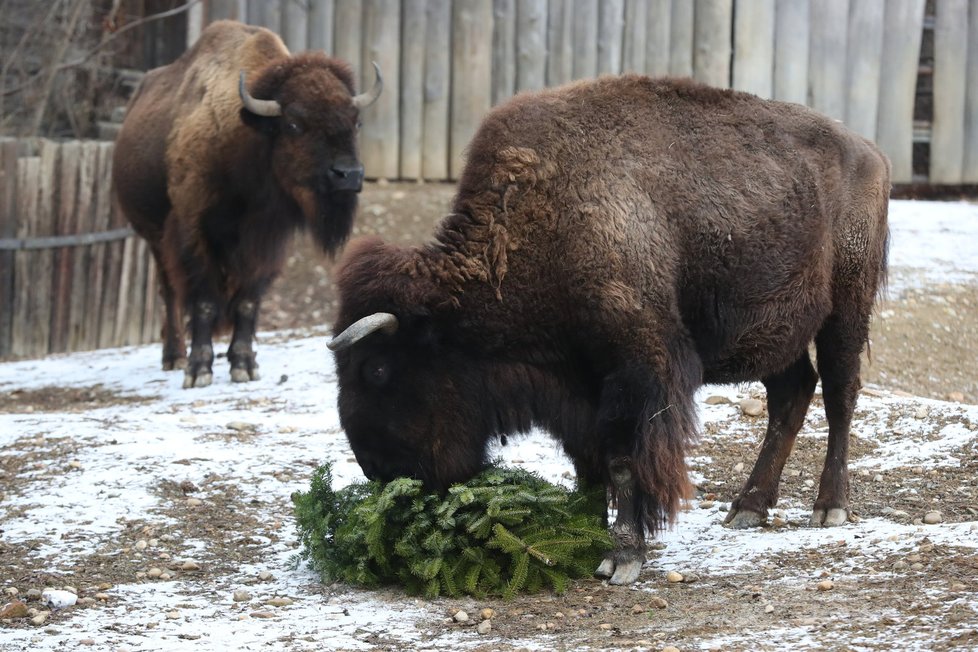 Zvířata v pražské zoo měla z vánočních stromků obrovskou radost.