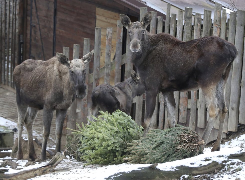 Zvířata v pražské zoo měla z vánočních stromků obrovskou radost.