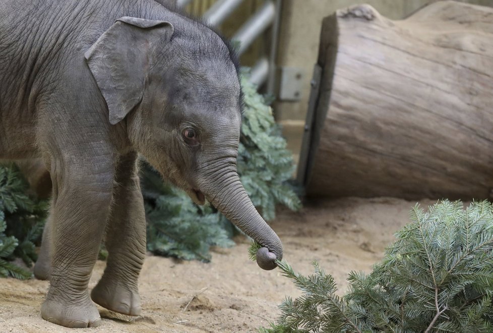 Zvířata v pražské zoo měla z vánočních stromků obrovskou radost.