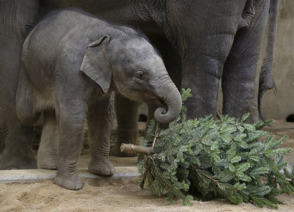 Zvířata v pražské zoo měla z vánočních stromků obrovskou radost.