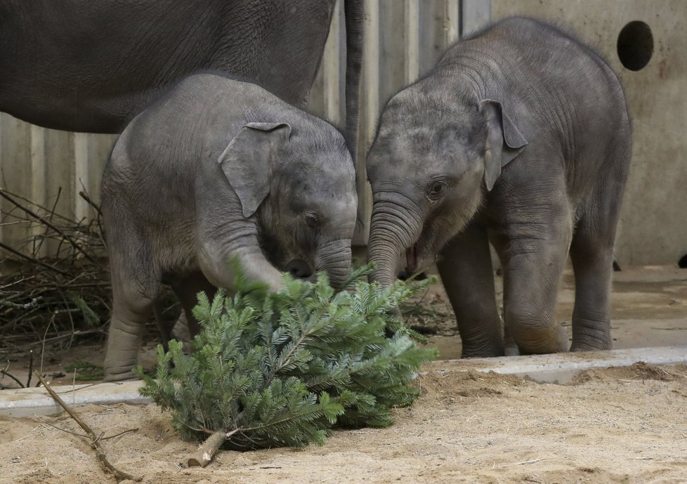 Zvířata v pražské zoo měla z vánočních stromků obrovskou radost.