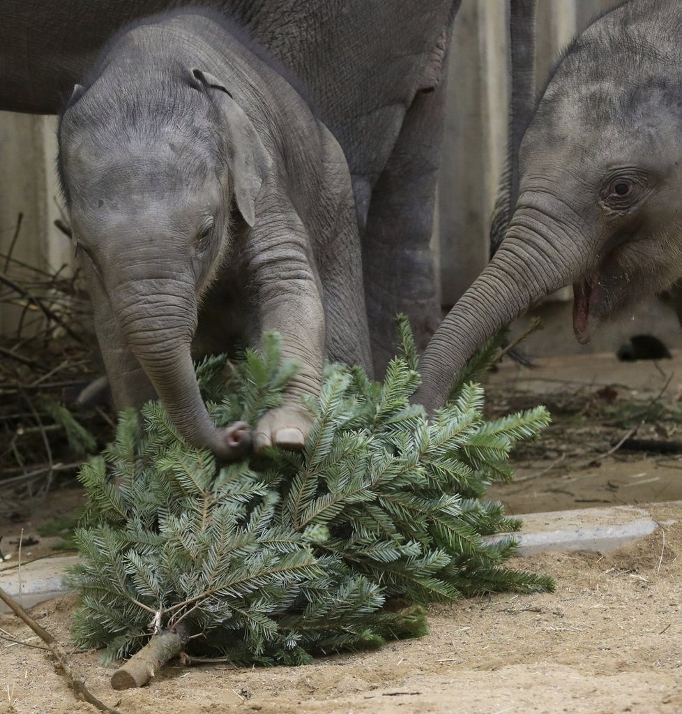 Zvířata v pražské zoo měla z vánočních stromků obrovskou radost.