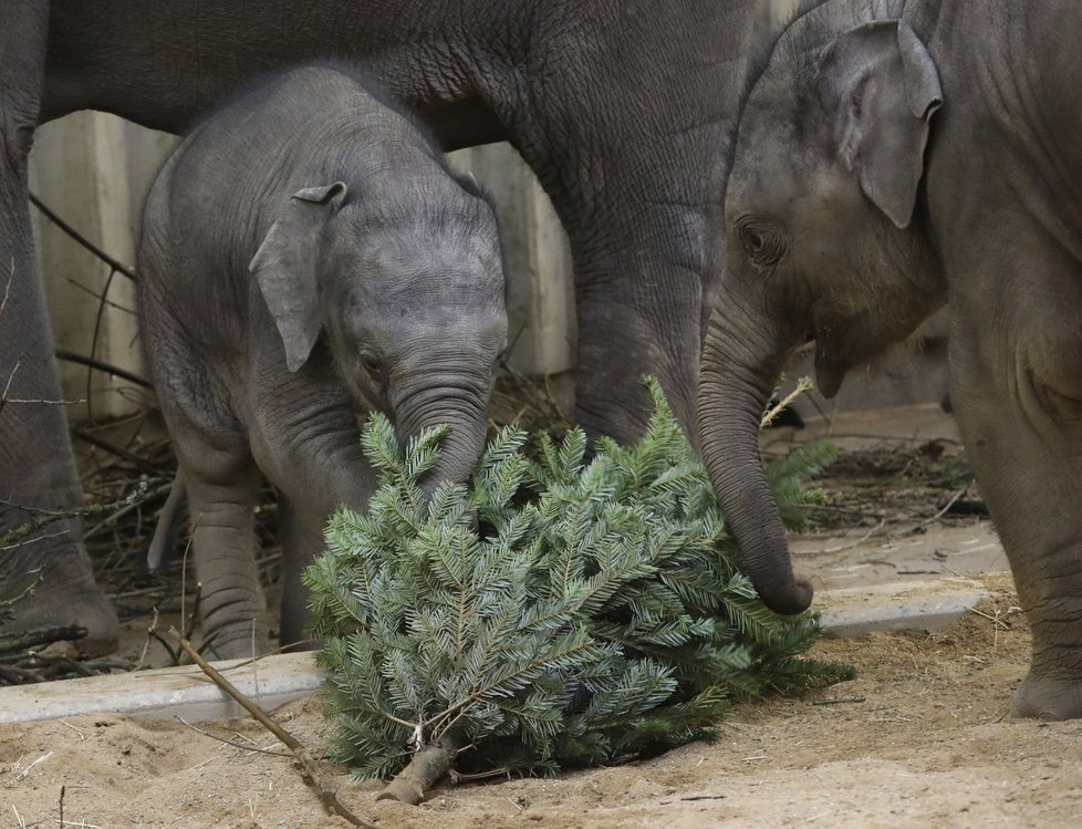 Zvířata v pražské zoo měla z vánočních stromků obrovskou radost.