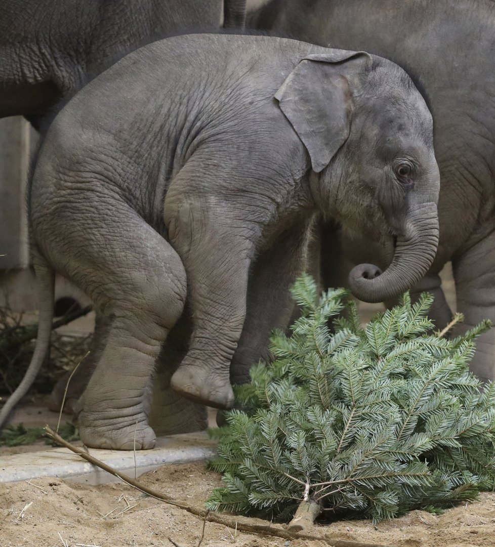 Zvířata v pražské zoo měla z vánočních stromků obrovskou radost.