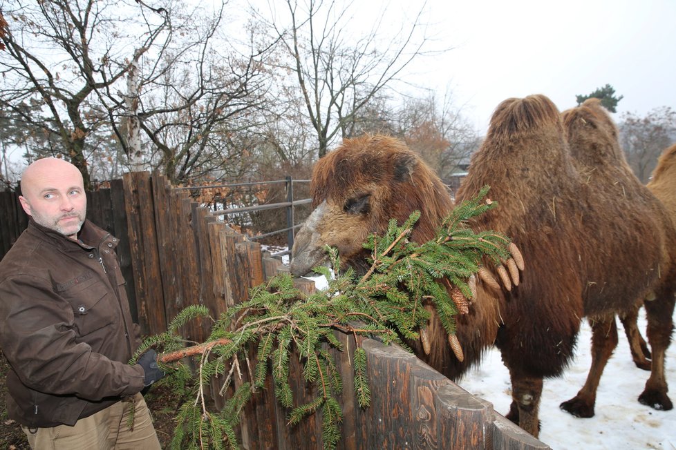 Větve z vánočního stromku ze Staroměstkého náměstí věnovali zoo pořadatelé trhů.