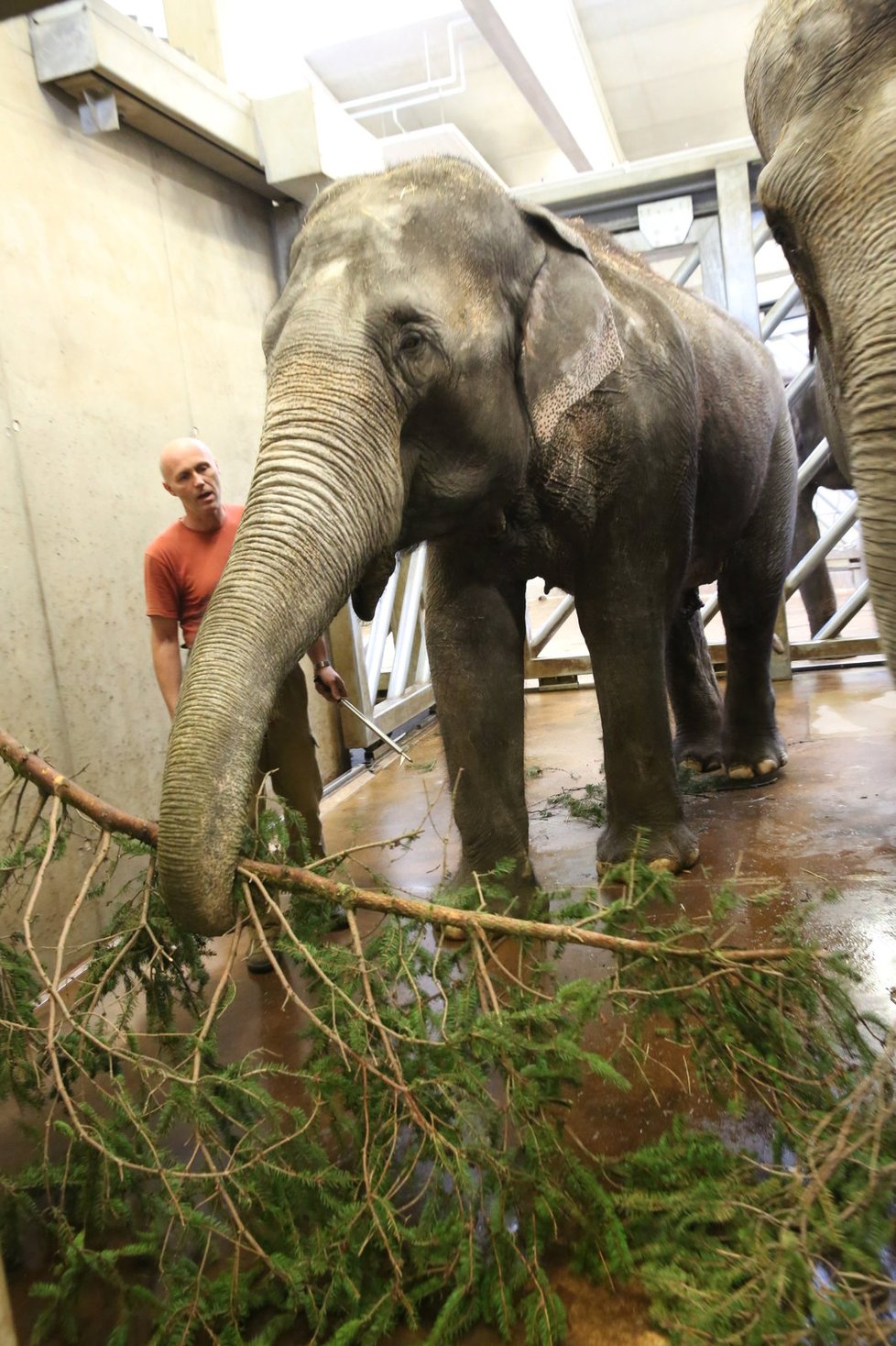 Sloni v zoo dostávají spíše větve nejehličnatých stromů.