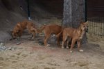 Tři kluci a jedna holčička psa dingo patří nyní k největším hitům vyškovské zoo.