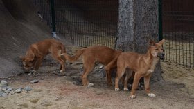 Štěňata psa dingo baví ve Vyškově: Chlouba zoo se už prohání ve výběhu