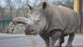 Samice nosorožce bílého Zamba ze Zoo v Ústí nad Labem zemřela. Chovatelé ji museli utratit.