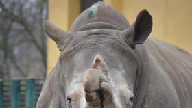 Samice nosorožce bílého Zamba ze Zoo v Ústí nad Labem zemřela. Chovatelé ji museli utratit.