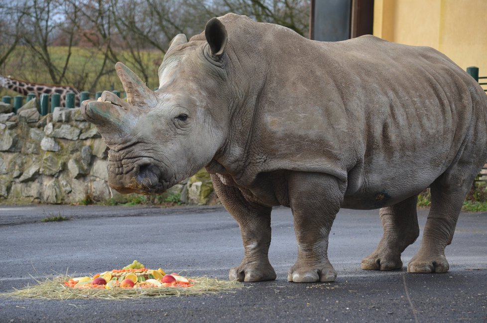 Samice nosorožce bílého Zamba ze Zoo v Ústí nad Labem zemřela. Chovatelé ji museli utratit.