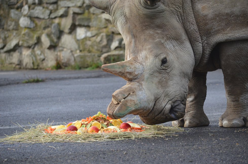 Samice nosorožce bílého Zamba ze Zoo v Ústí nad Labem zemřela. Chovatelé ji museli utratit.