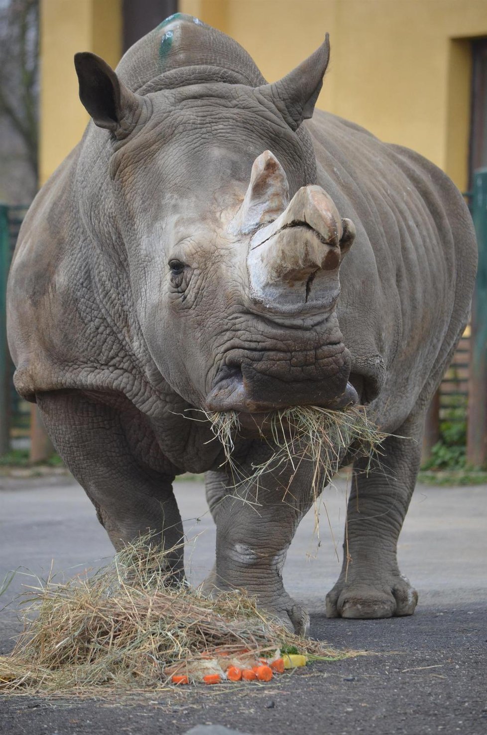 Samice nosorožce bílého Zamba ze Zoo v Ústí nad Labem zemřela. Chovatelé ji museli utratit.