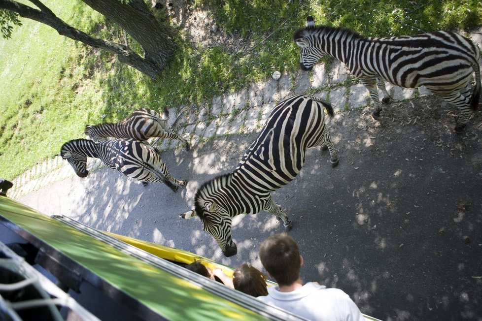 Zebry se nenechají vyvést z klidu zvědavými návštěvníky.