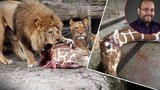Ředitel pražské zoo o utracení žirafy a čtyř lvů v Kodani: Asi se tam zbláznili! 