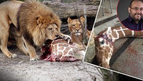 Ředitel pražské zoo Bobek komentoval utracení čtyř lvů v Kodani slovy: Asi se tam zbláznili.