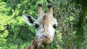 Hledá se žirafí samec pro zlínskou zoo. Složitý úkol řeší německá centrála