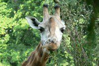 Hledá se žirafí samec pro zlínskou zoo. Složitý úkol řeší německá centrála