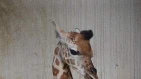 Jeden ze samečků narozených v Zoo Zlín