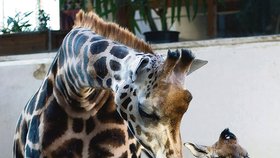 Zlínské žirafí stádo je momentálně bez chovného samce (na fotce žirafa Kamila se svým mládětem).