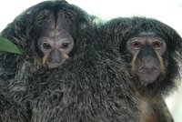 Opičky Majda a Tonda ze Zlína mají holku Oliv