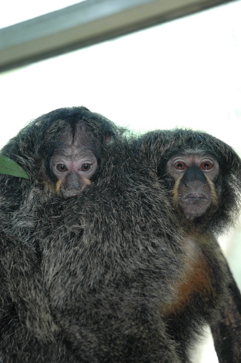 Chvostani bělolící ve zlínské zoo