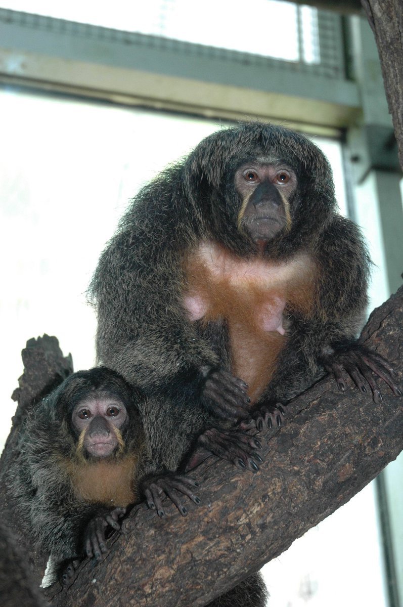 Chvostani bělolící ve zlínské zoo