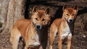 Na první pohled se novoguinejští psi podobají běžným, přitom ale patří k nejvzácnějším zvířatům na světě.