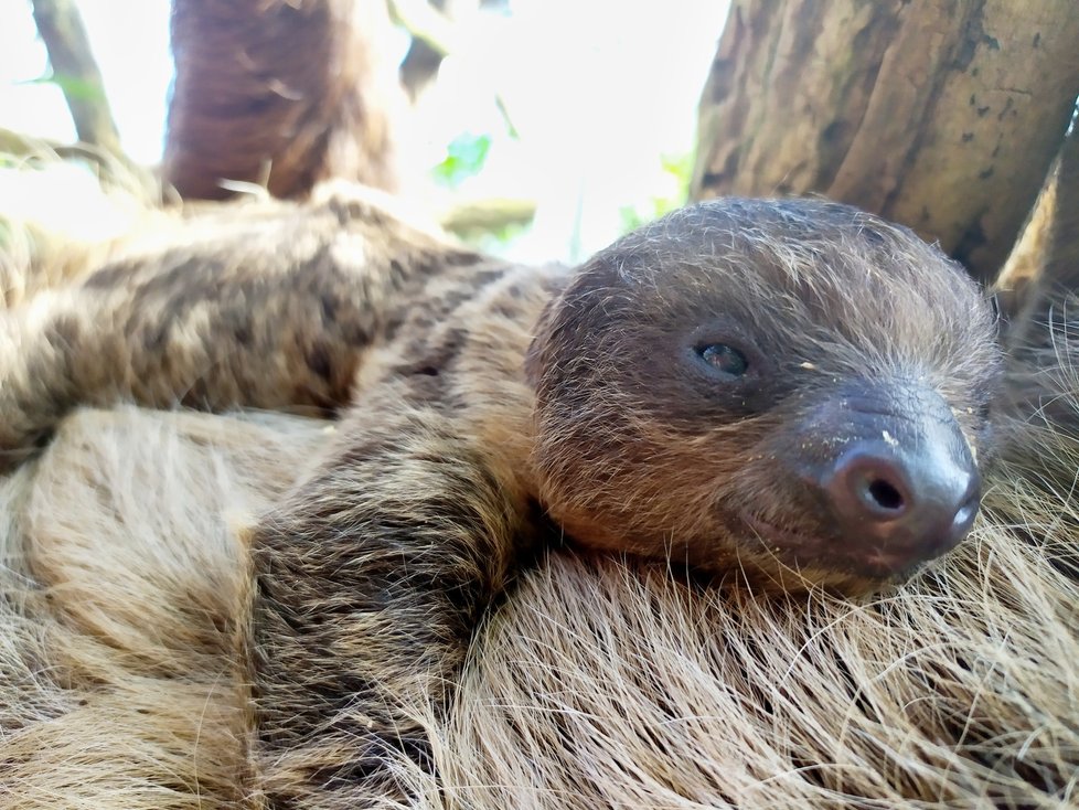 V Zoo Zlín se narodilo mládě lenochoda dvouprstého.