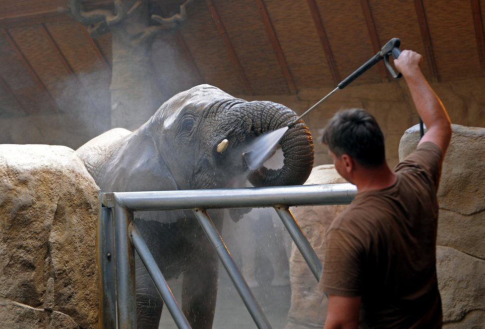 Studenou sprchou svlažovali 18. června v horkém počasí slony ošetřovatelé zlínské zoo. Teplota dosahovala 32 stupňů.