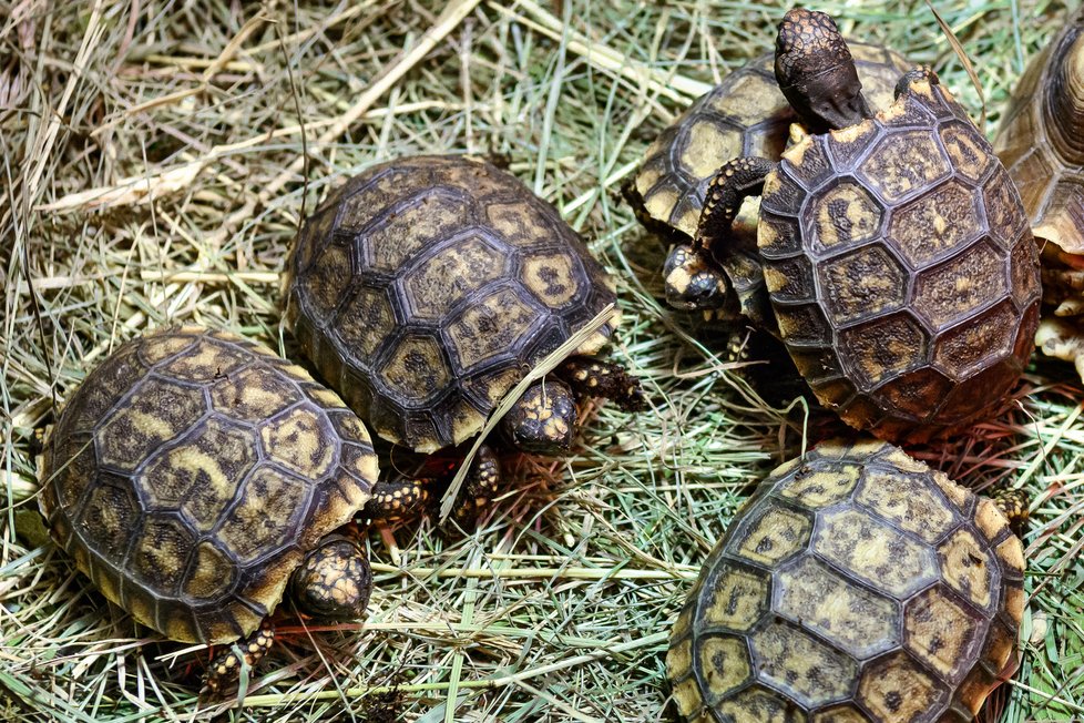 Želva pralesní narozená v Zoo Zlín.