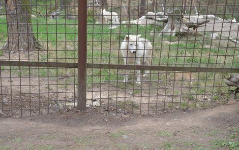 Zoo návštěvníky jasně a důrazně varuje, aby se nepřibližovali k výběhům nebezpečných zvířat.