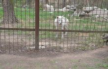 Drama v zoo Olomouc: Vlk kousl dívku (3) do kolena!