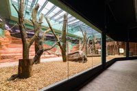 Jak bydlí gorily v nové rezervaci Dja za 300 milionů? Nejnovější a největší pavilon pražské Zoo se otevře již brzy! 
