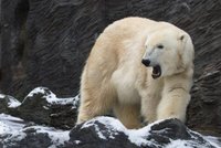 Výměna v Zoo Praha: Méďa Tom míří za nevěstou! Do Česka přijedou bratři z Polska