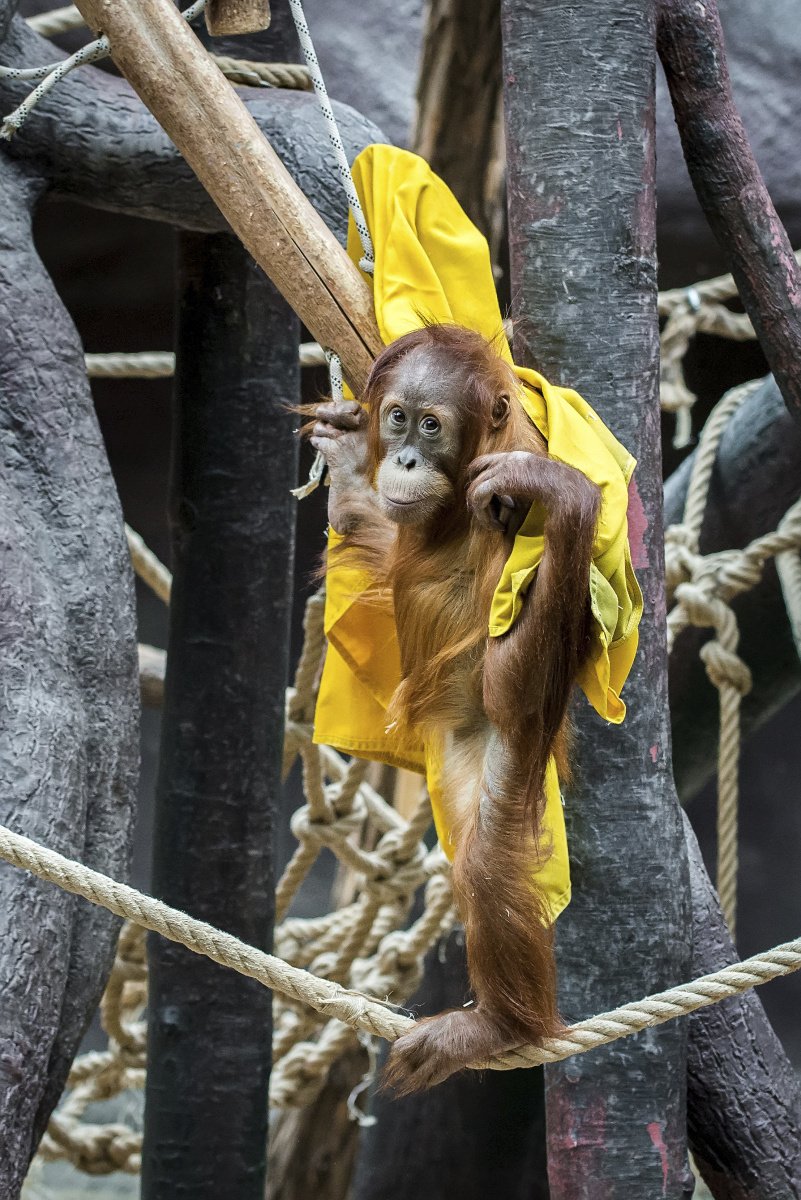 Povlečení a prostěradla využijí orangutani.