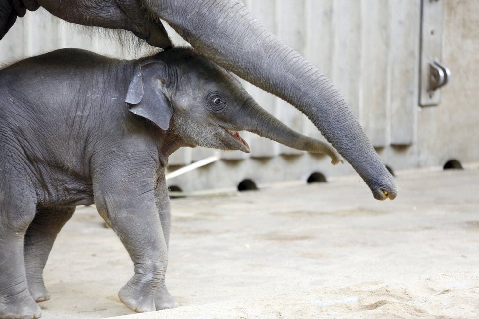 Max v Zoo Praha za první rok života pořádně vyrostl.