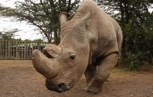 Nosorožčí legenda opustila Prahu: Sudán míří do Afriky