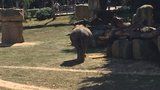 Slonice Tamara je široká »jako skříň«: Zoo Praha očekává narození dalšího slůněte