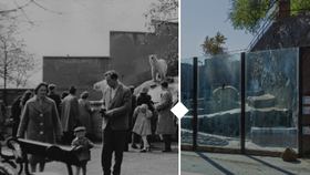 Od cirkusu ke světové špičce! Pražská zoo slaví devadesátiny, znáte její nabitou historii?